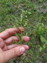 Veronica anagalloides