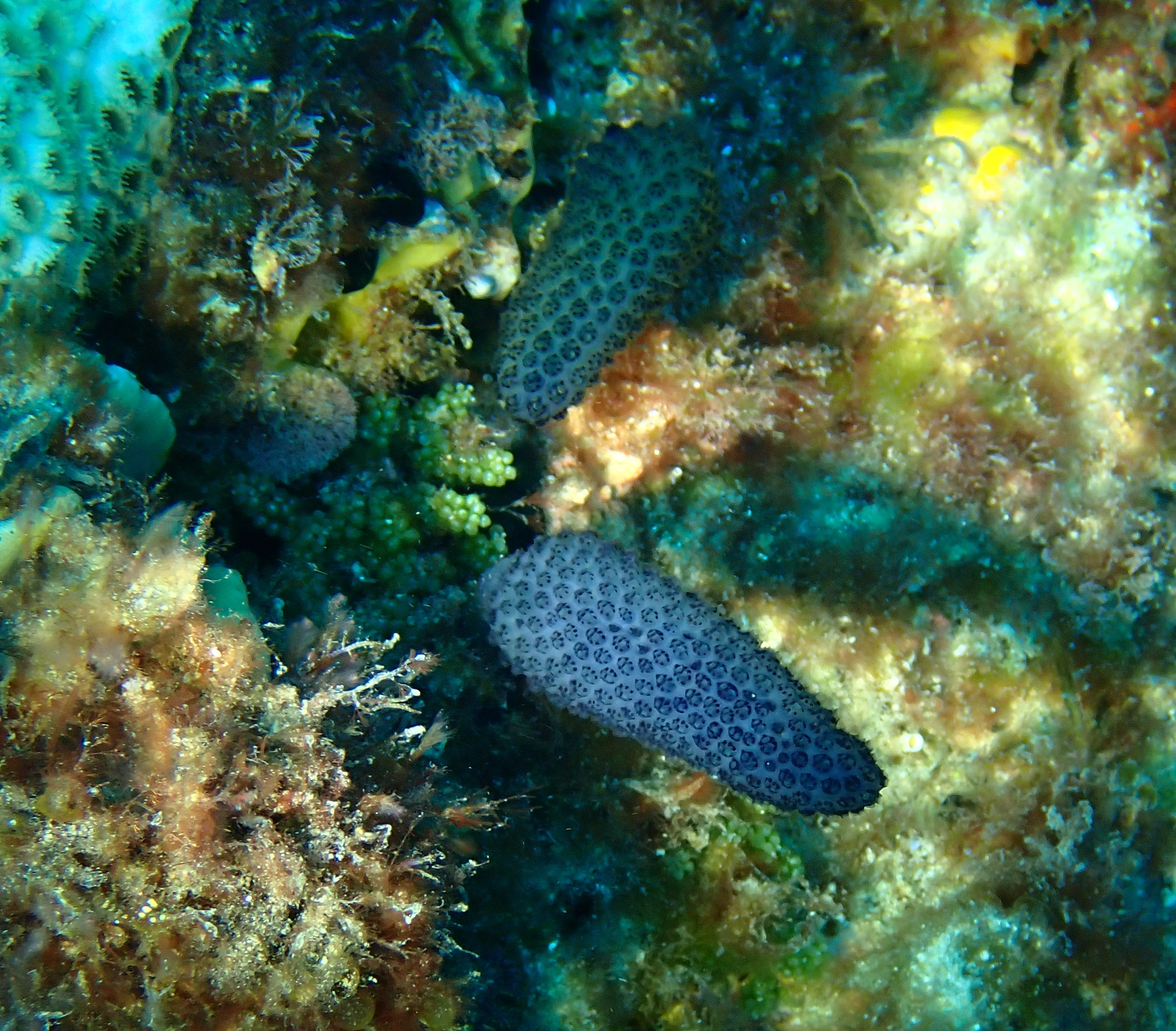 Sigillina cyanea (Herdman, 1899)