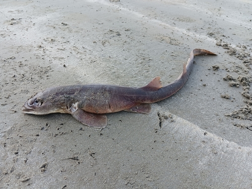 Arabian carpetshark (Chiloscyllium arabicum) — Hemiscylliidae — 5