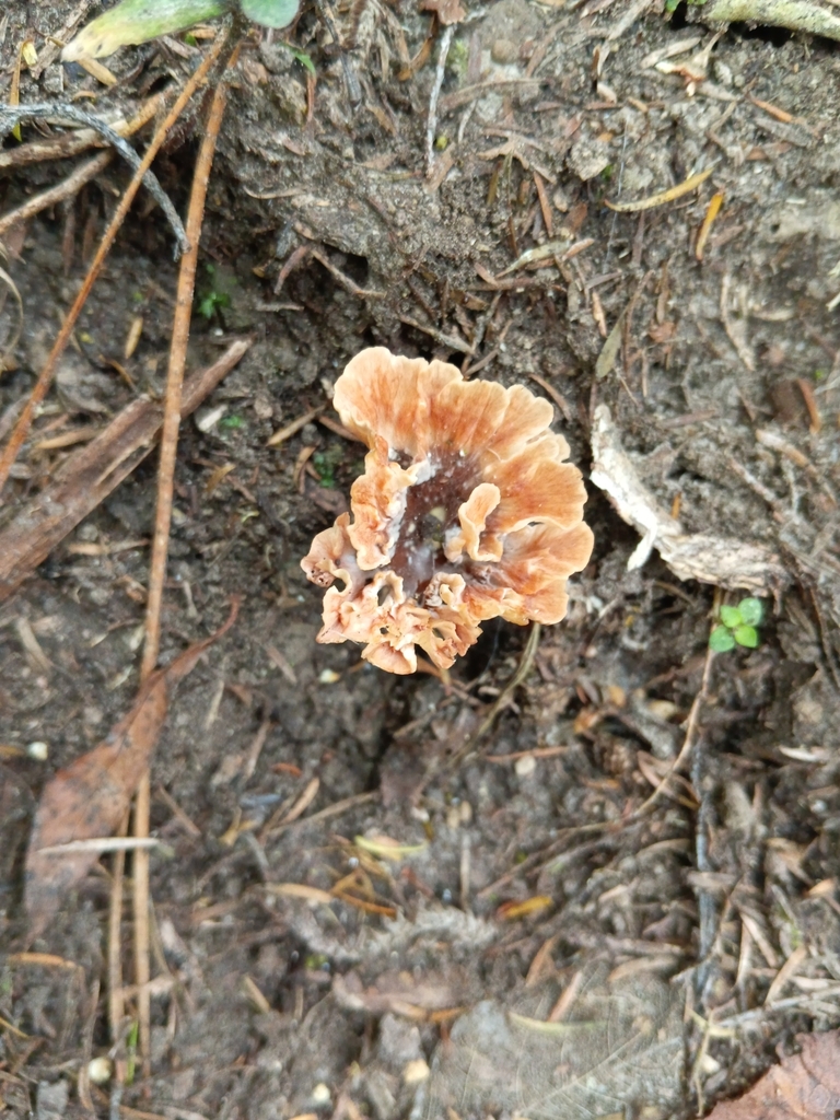 Podoscypha petalodes · February 2025 · photo: © alice_shanks (iNaturalist, cc-by)