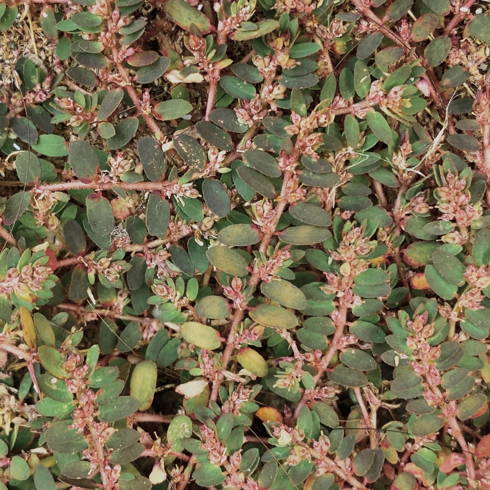 Euphorbia thymifolia — ảnh 3