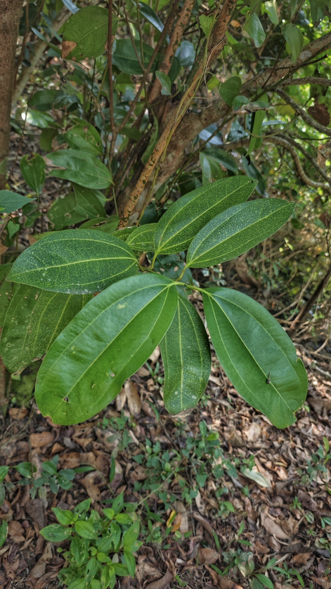 Imagem de Canela