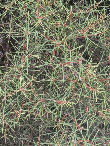 Hakea mitchellii, photograph 3