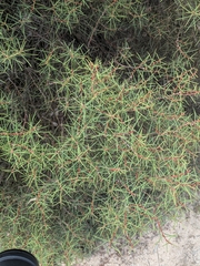 Hakea mitchellii, photograph (c) Zara, some rights reserved (CC BY)