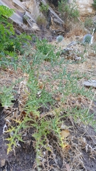 Echinops adenocaulos