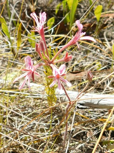 Caledon Storksbill (Pelargonium caledonicum)