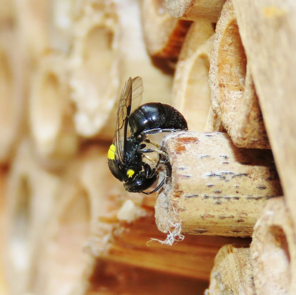 Cloudy Masked Bee from Wallaga Lake NSW 2546, Australia on September 24 ...