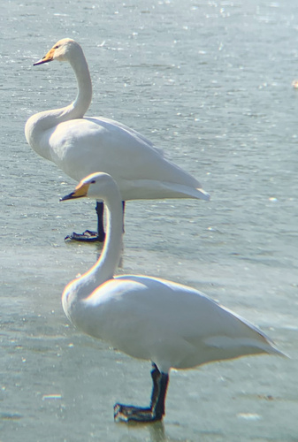 Whooper Swan