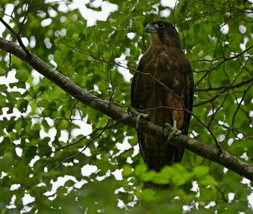 new zealand falcon (Falco novaeseelandiae)