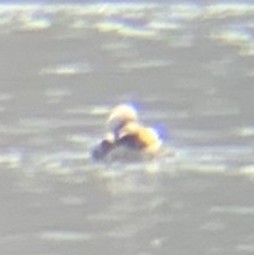 Long-tailed Duck