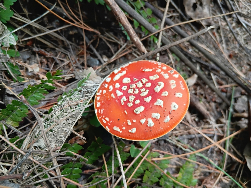 Amanita muscaria · February 2025 · photo: © alice_shanks (iNaturalist, cc-by)