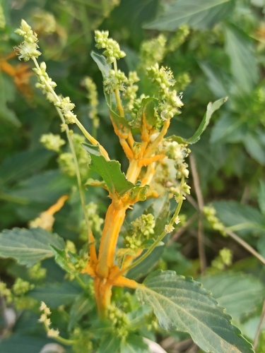 Melampsora pulcherrima