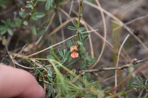Karoo Indigo (Indigofera sessilifolia)