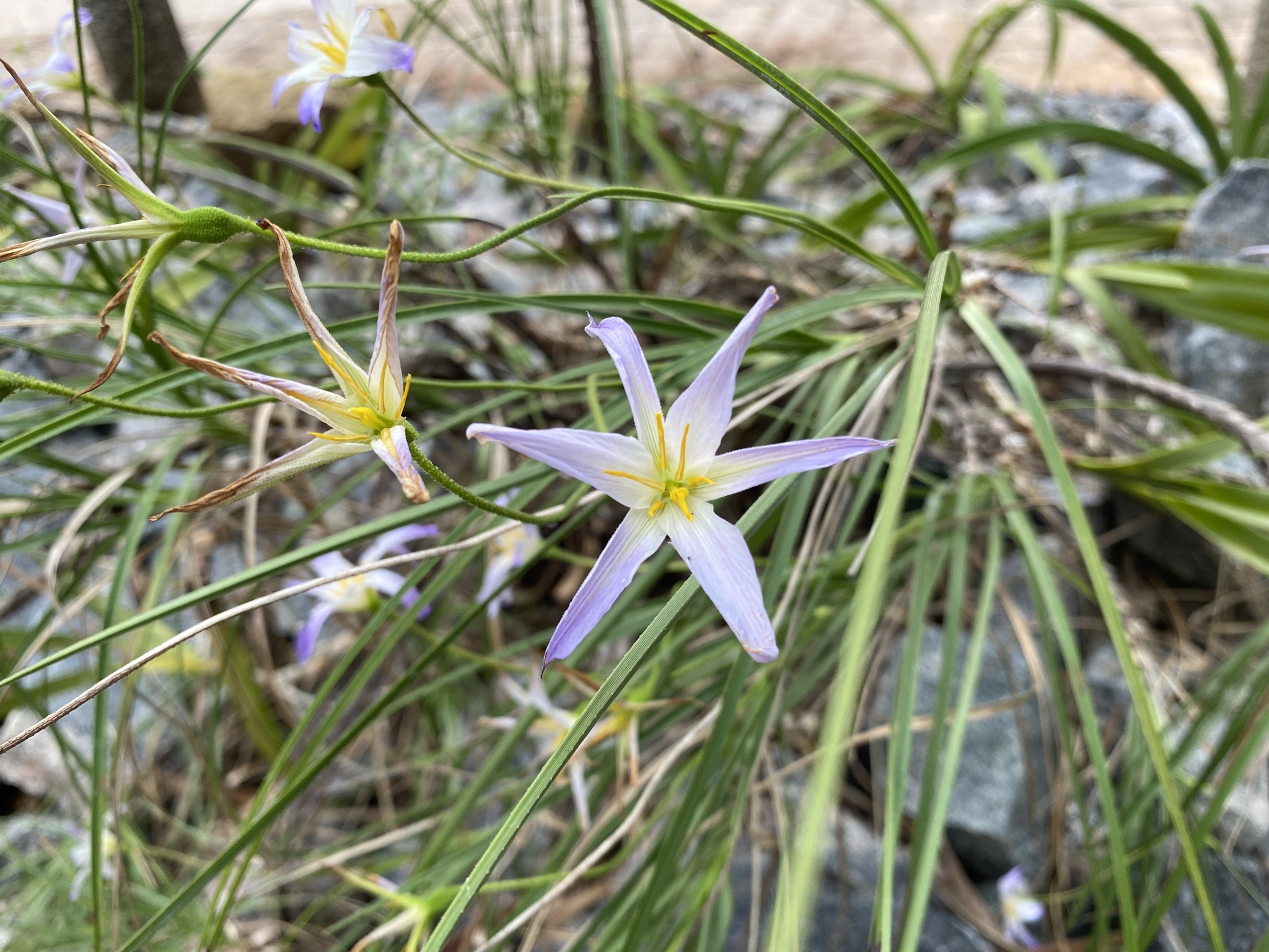 Imagem de Flor-da-ressurreição