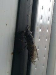 Haematopota pluvialis