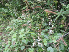 Plectranthus strigosus