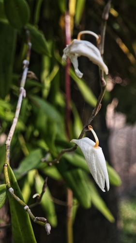 Foto de Pomba-de-espírito-santo