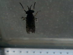 Haematopota pluvialis