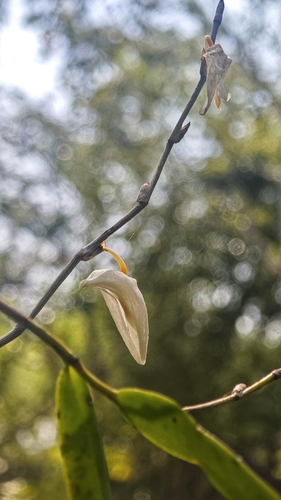 Foto de Pomba-de-espírito-santo
