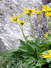 Doronicum clusii