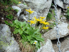 Doronicum clusii