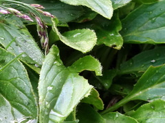 Doronicum clusii