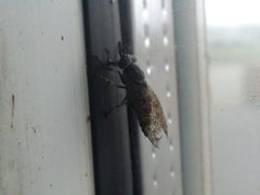 Haematopota pluvialis