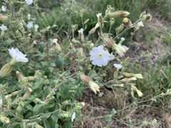 Silene latifolia
