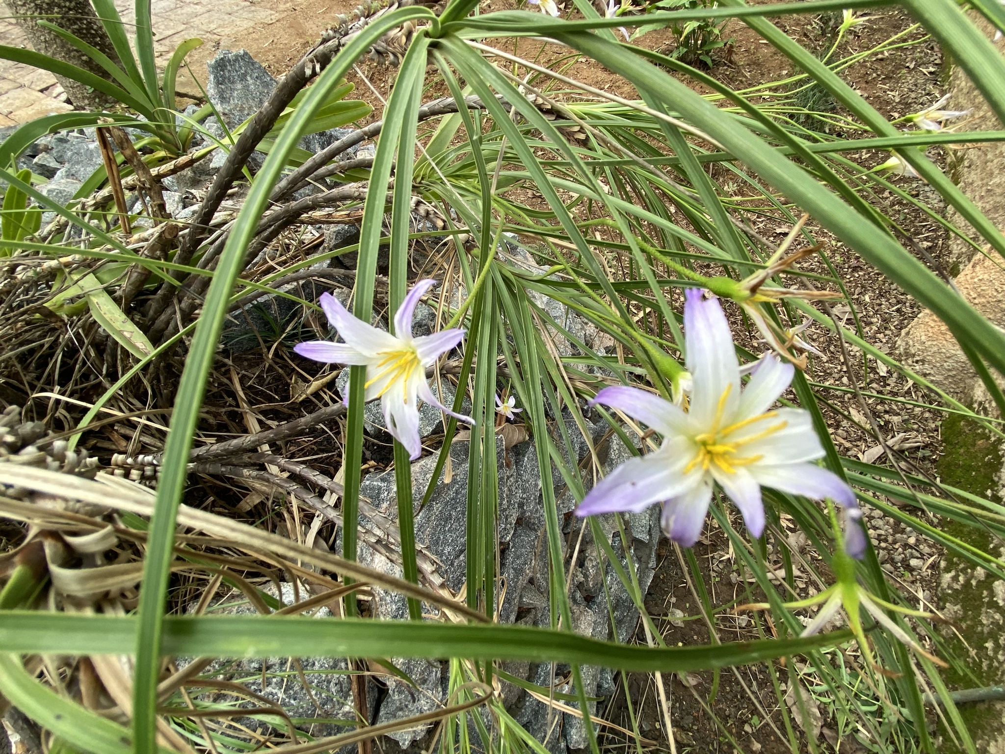 Imagem de Flor-da-ressurreição