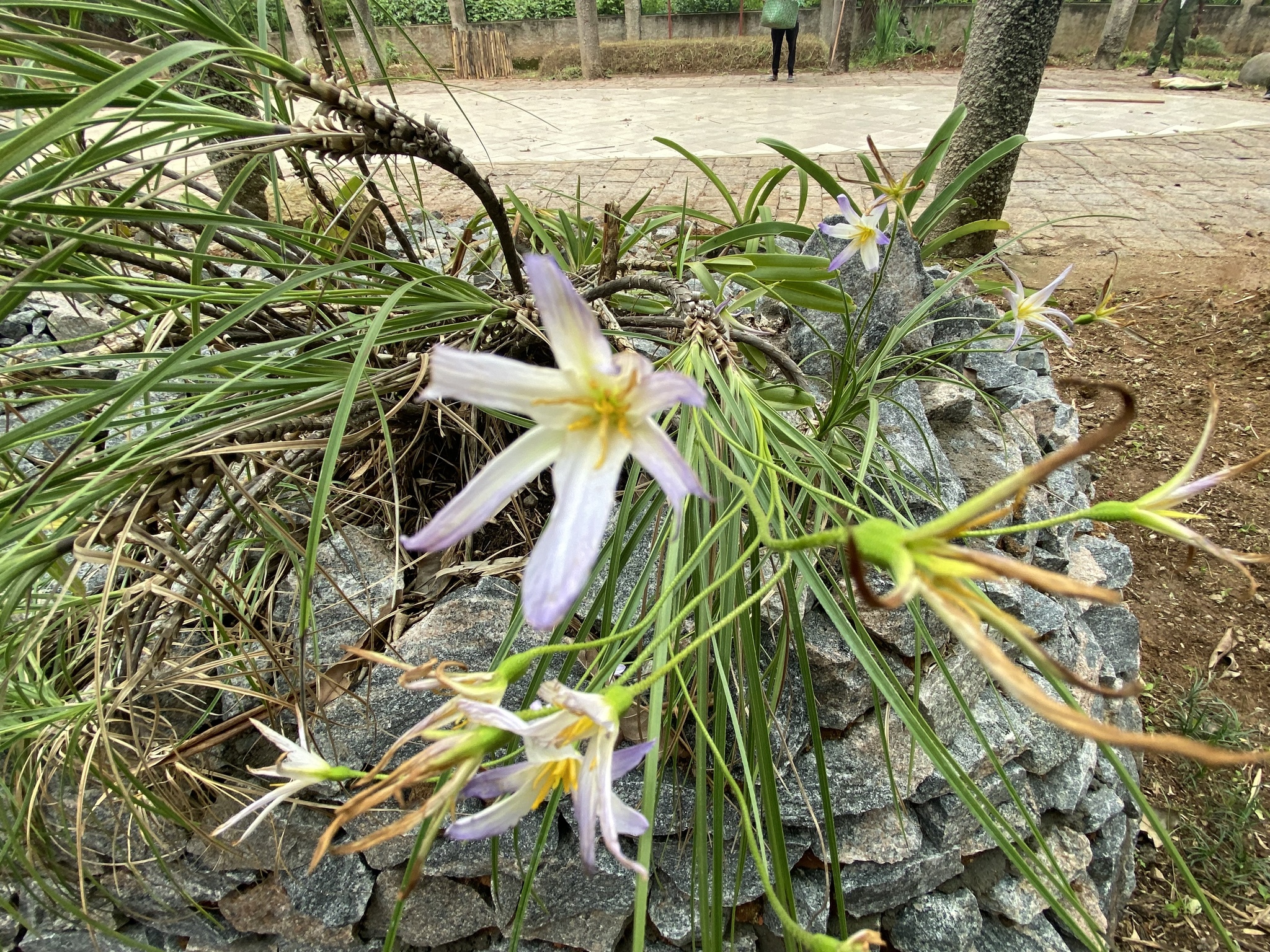 Imagem de Flor-da-ressurreição