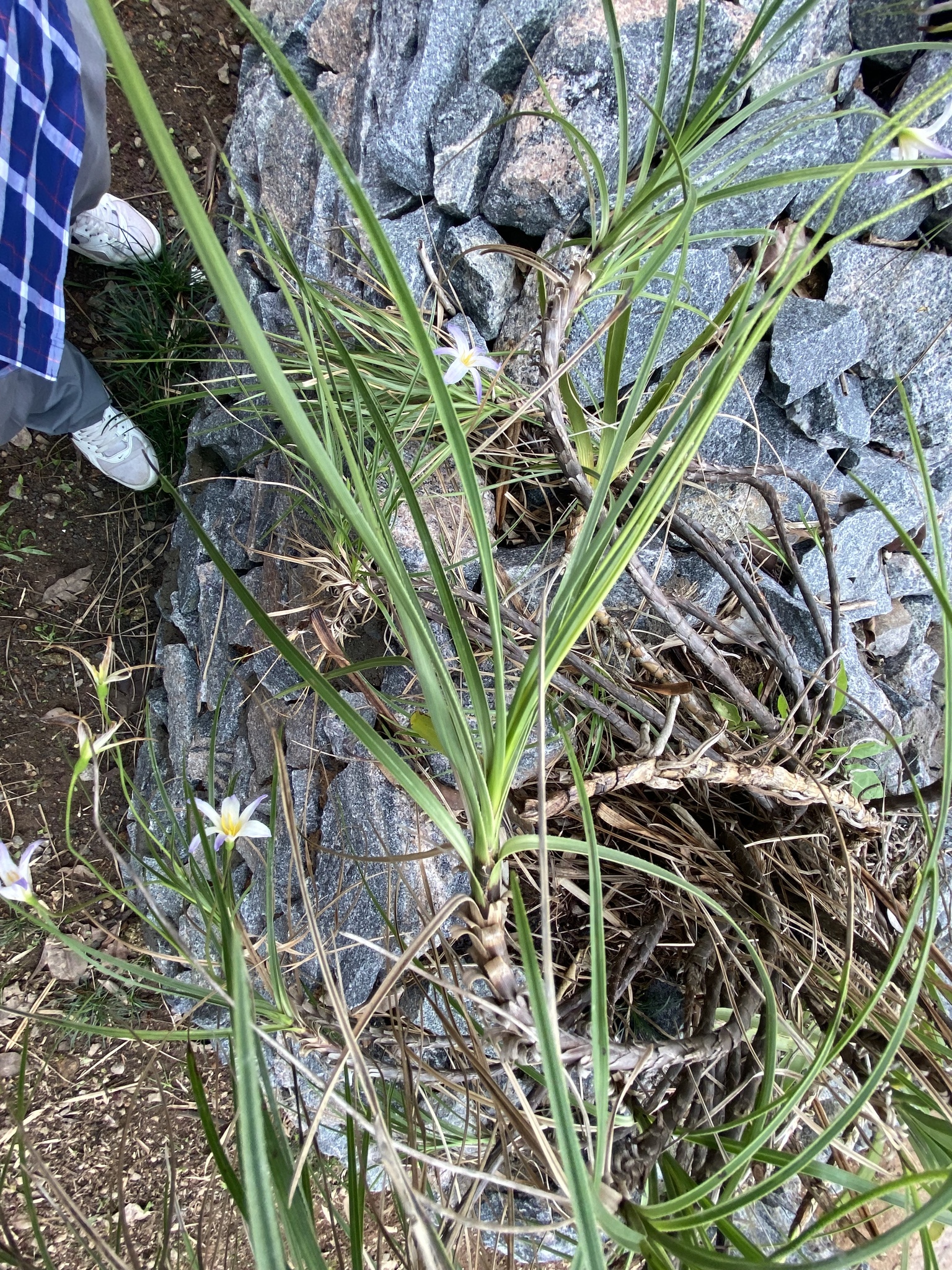 Imagem de Flor-da-ressurreição