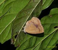 Arhopala fulla