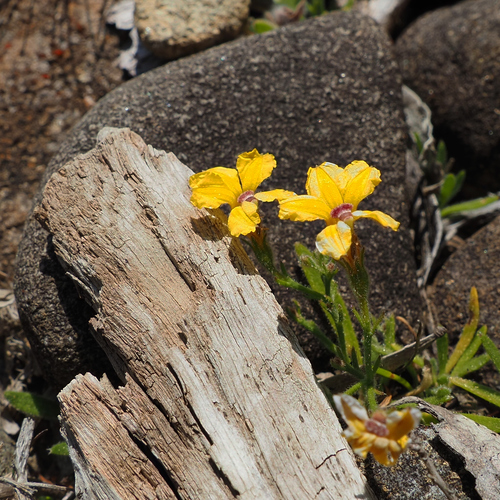 Image of Swamp Goodenia (Goodenia humilis) by no rights reserved