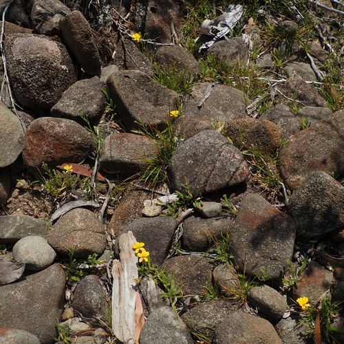 Image of Swamp Goodenia (Goodenia humilis) by no rights reserved