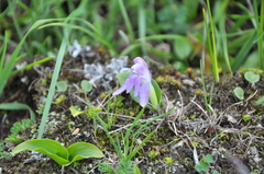Roscoea