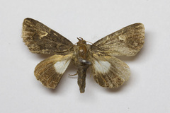 Aedia funesta