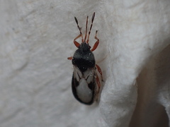 Blissus leucopterus