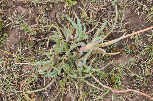 Bulbine asphodeloides