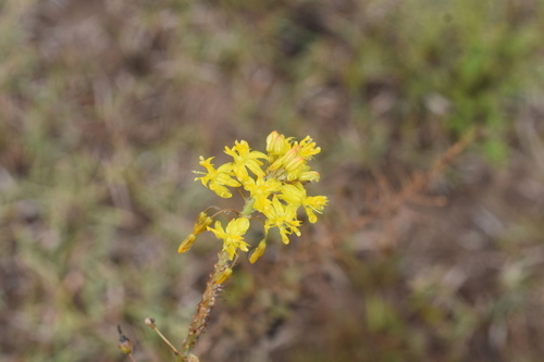 Bulbine asphodeloides