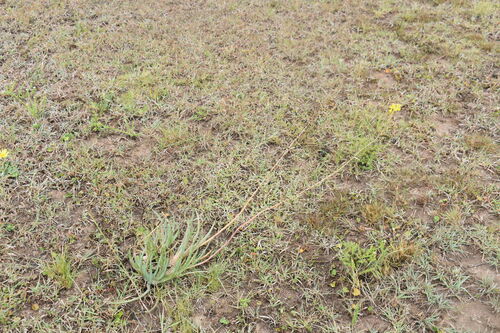 Bulbine asphodeloides