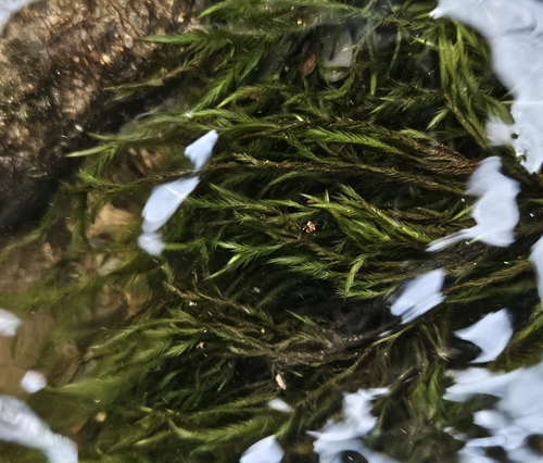 Image of Fontinalis squamosa by (c) Helen Waterman, some rights reserved (CC BY)