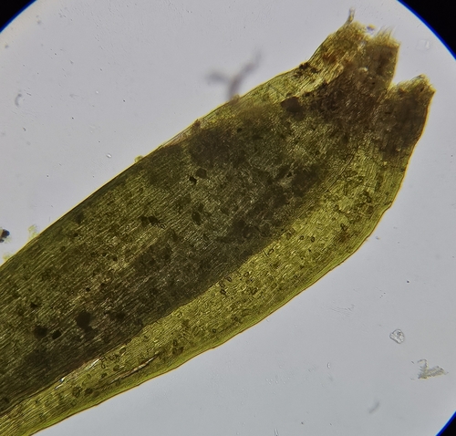 Image of Fontinalis squamosa by (c) Helen Waterman, some rights reserved (CC BY)