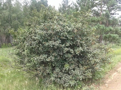Crataegus sanguinea