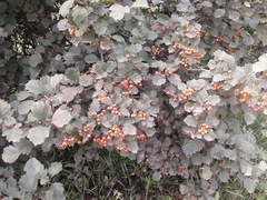 Crataegus sanguinea