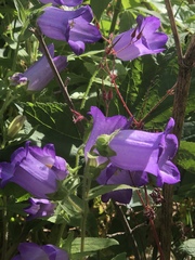 Campanula medium