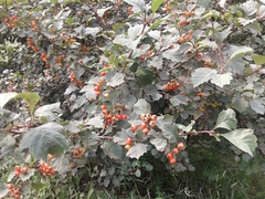 Crataegus sanguinea