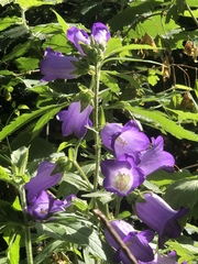 Campanula medium