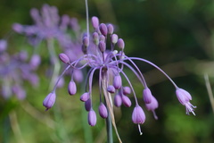 Allium carinatum pulchellum