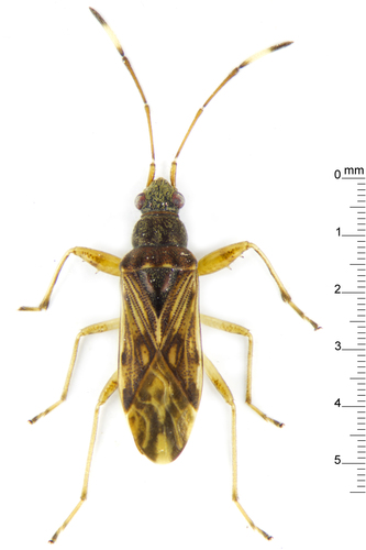 Pamerarma ventralis