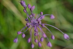 Allium carinatum pulchellum
